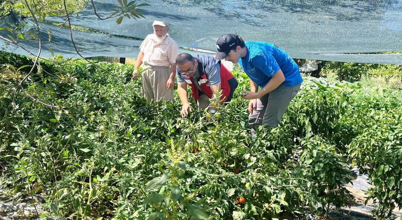 Kütahyada domates ve biber fidesi kontrolleri