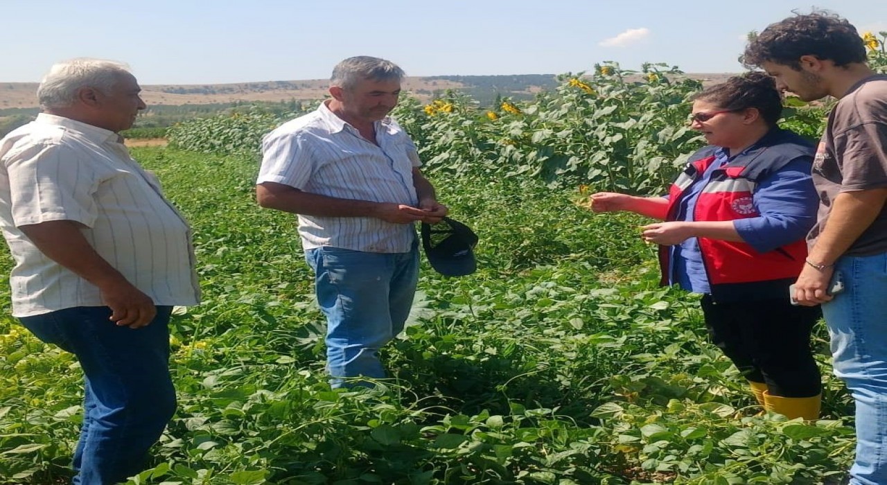 Kütahyada fasulye ve mısır tarlalarında hastalık ve zararlı kontrolü