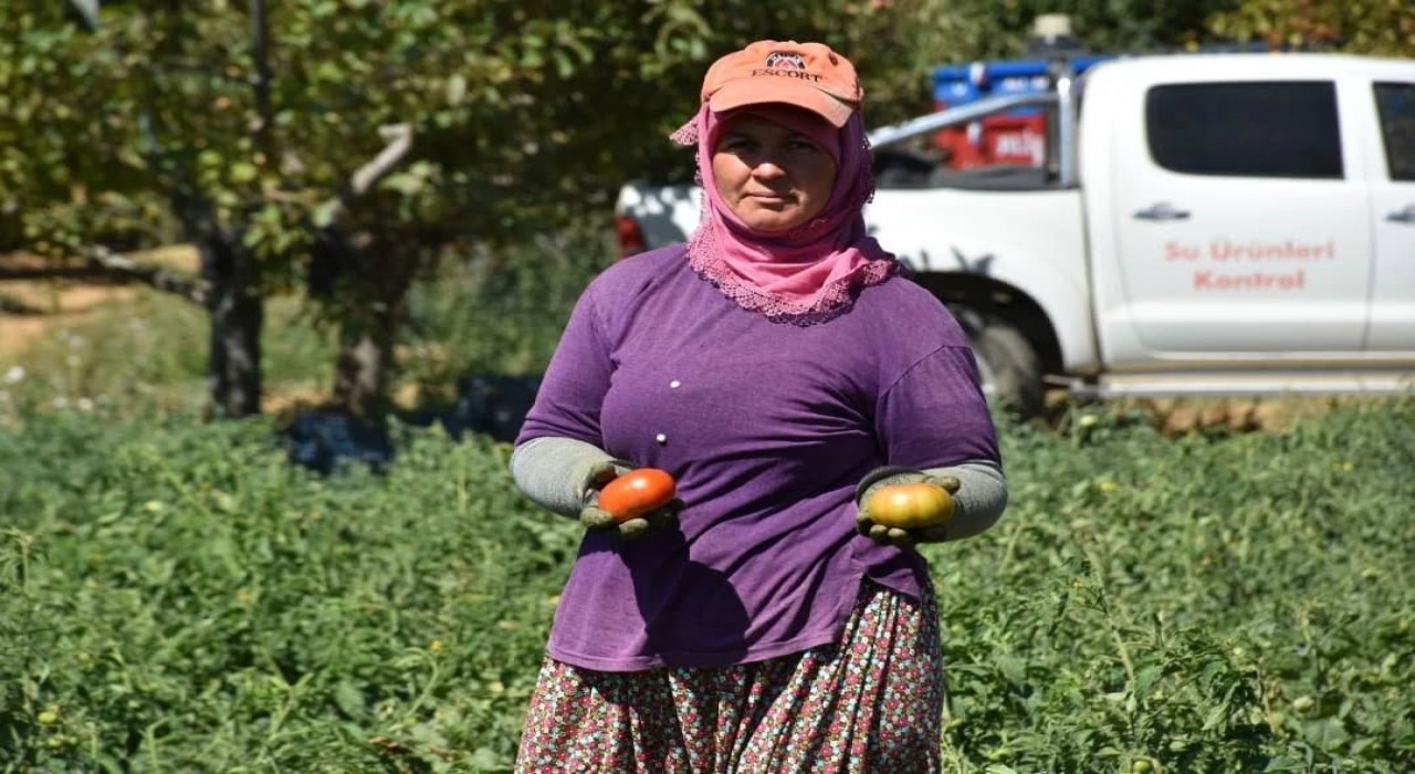 Kuyucakta toprakla buluşturulan 220 bin domates fidesinde hasat yapıldı