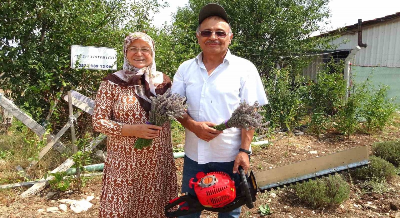 Lavanta bahçesinde hasat başladı