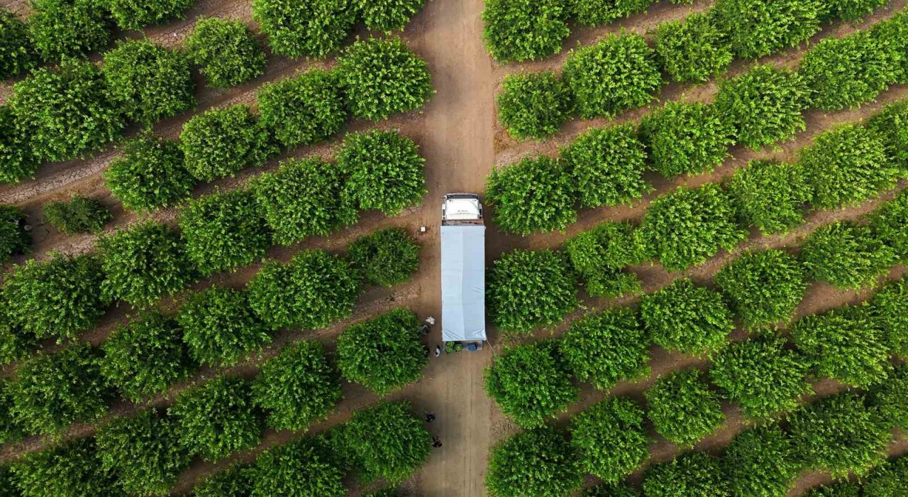 Limonda fiyatı düşürecek hasat başladı