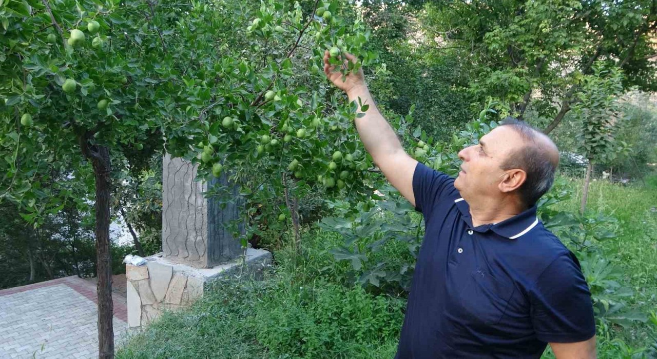 Malatyada alternatif ürün hünnaptan yüksek verim alındı