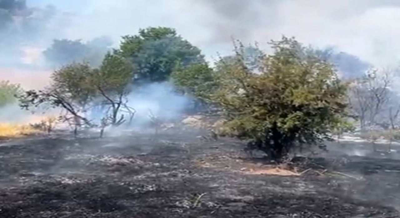 Malatyada orman yangını