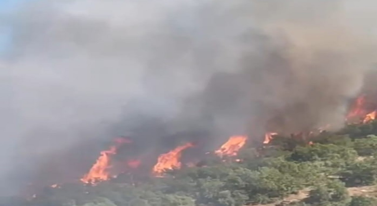 Malatyada orman yangını