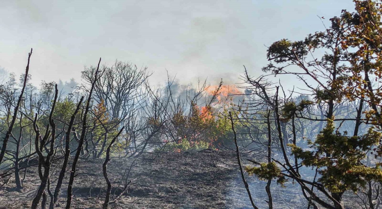 Malkarada makilik alanda yangın