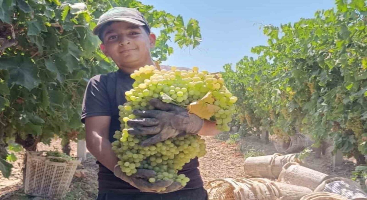 Manisada 7 kilo 250 gramlık üzüm salkımı