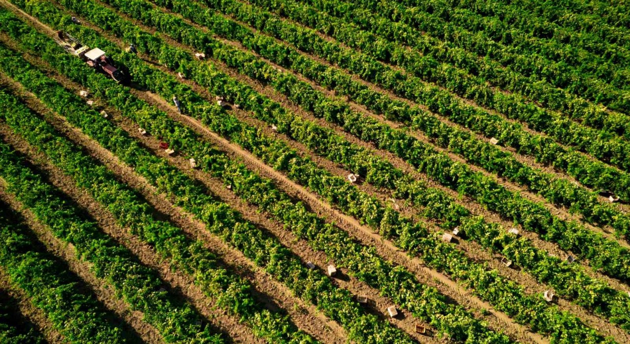 Manisada Sultani çekirdeksiz üzümde hasat sezonu buruk başladı