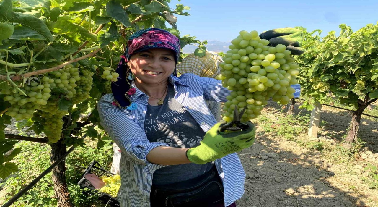 Manisanın dünyaca ünlü çekirdeksiz sofralık Sultaniye üzümünde hasat başladı
