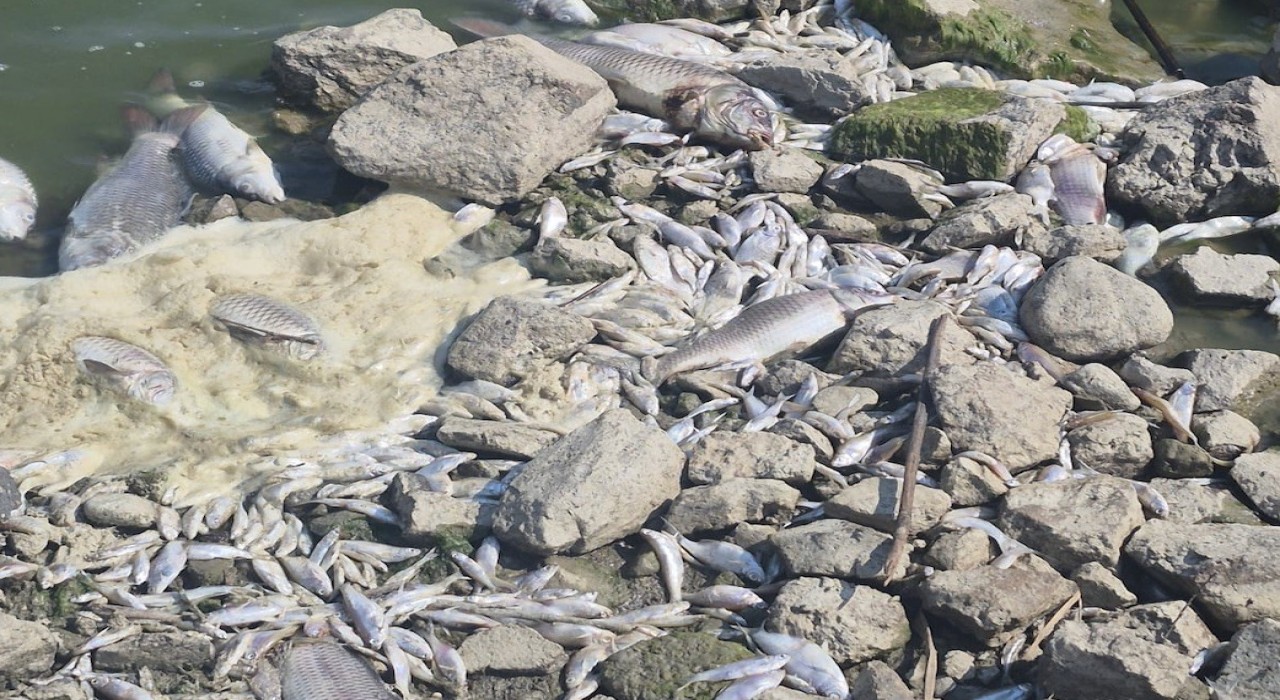 Manyas Gölünde toplu balık ölümleri: Kuş Cenneti tehlikede