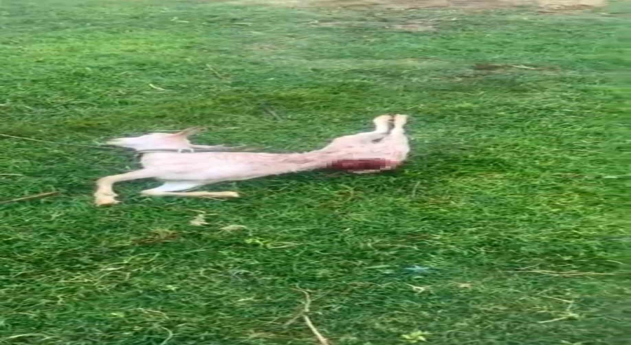 Mardinde sokak köpekleri iki keçiyi telef etti