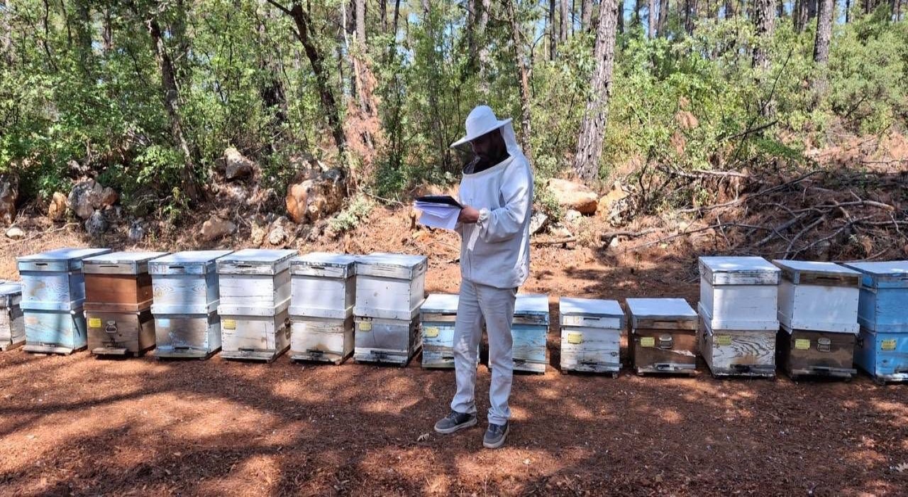 Menteşede 2025 arılı kovan destekleme tespitleri başladı