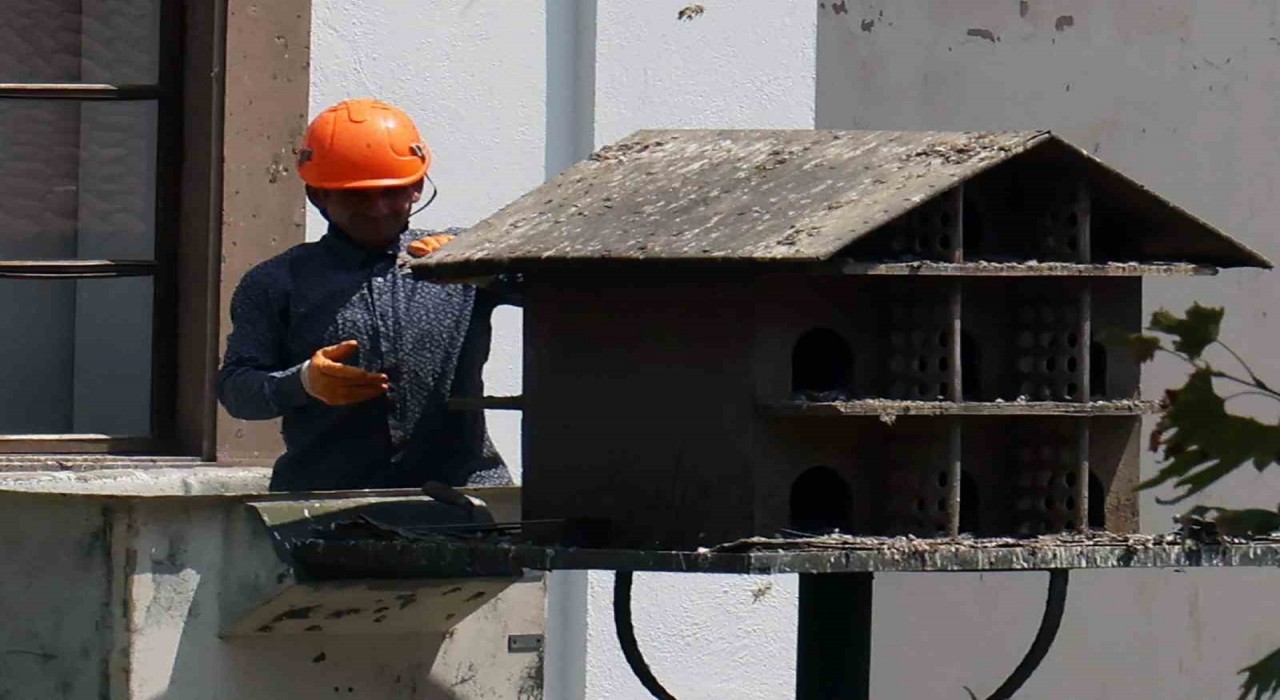 Menteşede güvercin yuvalarında temizlik yapıldı