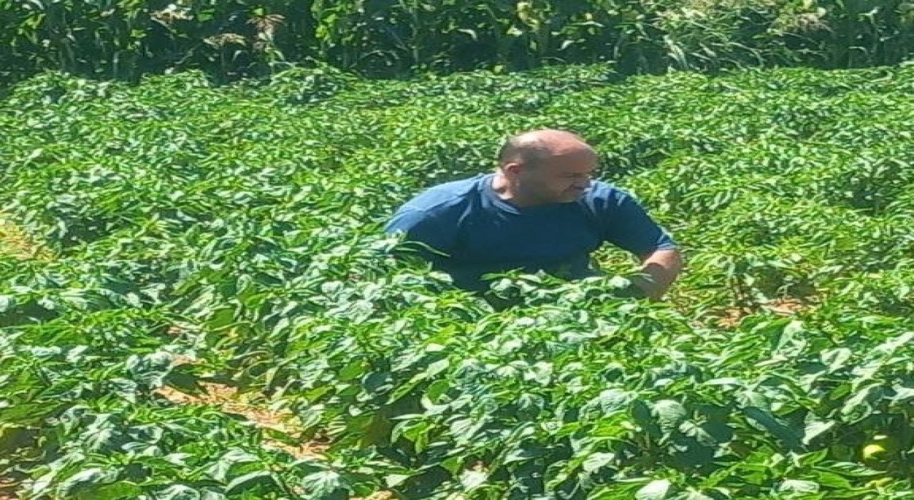 Menteşede hasat öncesi numune alımları sürüyor