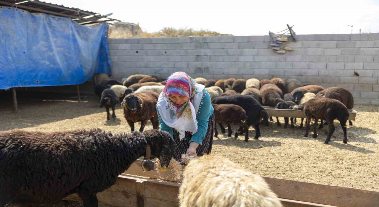 Mersinde küçükbaş hayvan ve yem desteği üreticilerin yüzünü güldürdü