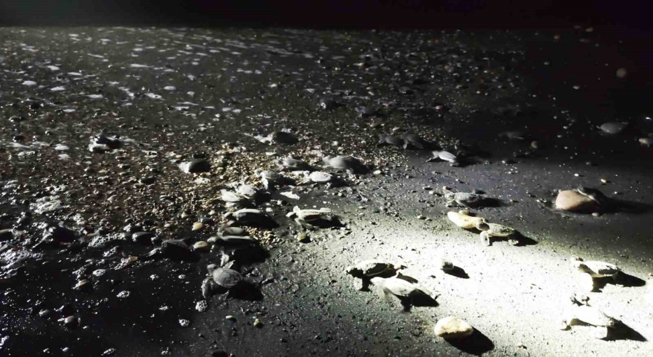 Mersinde yönünü şaşıran yavru kaplumbağalar genç gönüllüler tarafından denize ulaştırılıyor