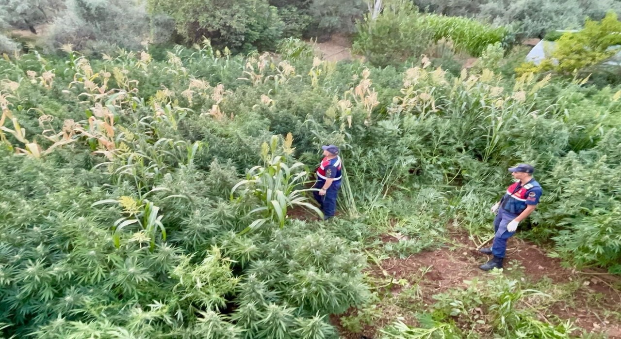 Mısır tarlası zehir tarlası çıktı