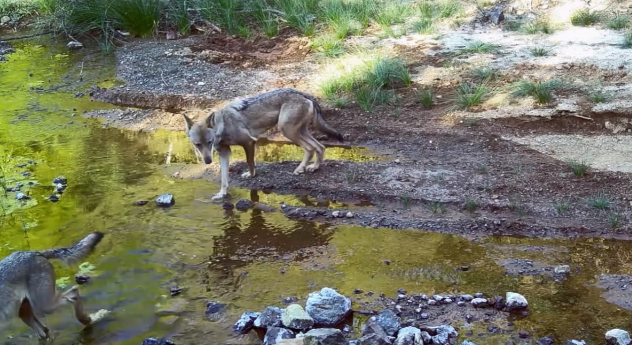 MSKÜ Öğretim Üyesi Dr. İleminden çarpıcı uyarı: Kurtlar düşman değil, dost
