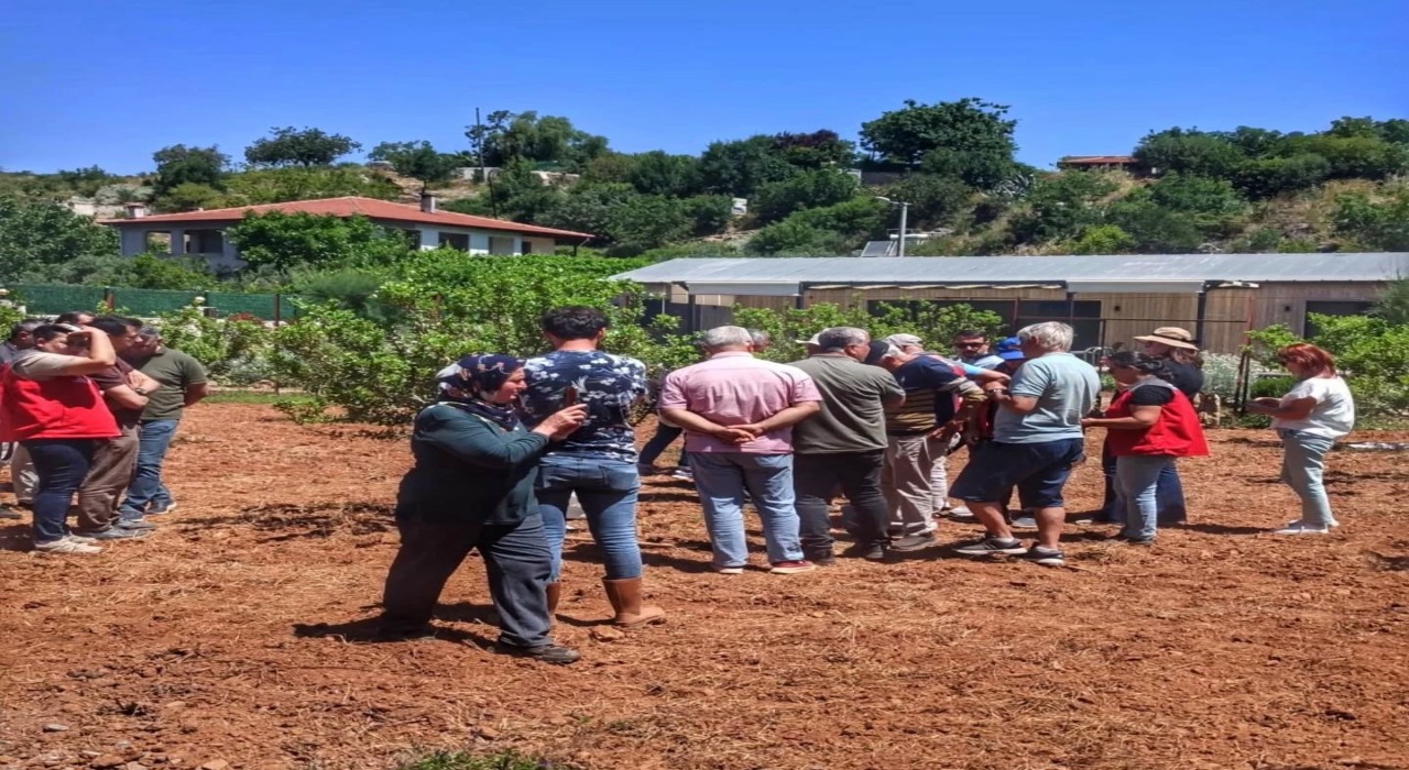 Muğlada sakız hasadı başladı