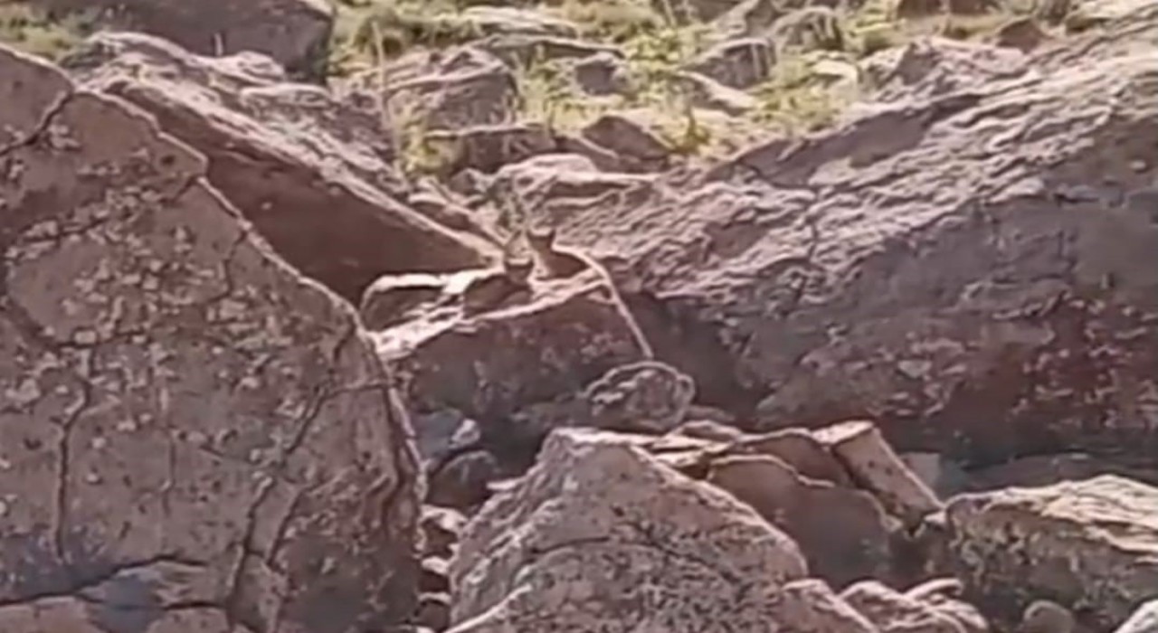 Muradiyede vaşak ailesi görüntülendi