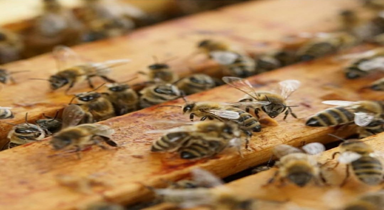 Muratlıda bal üreticileri hasattan memnun