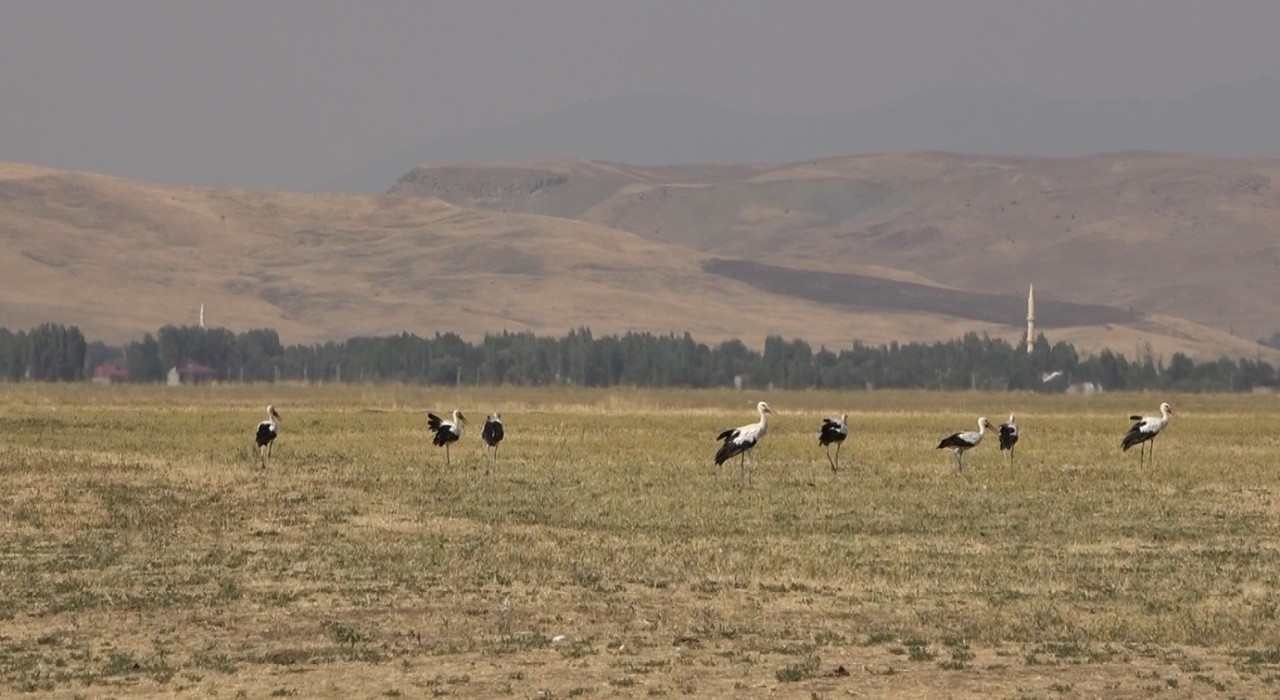 Muş Ovasında leylekler büyük göçe hazır