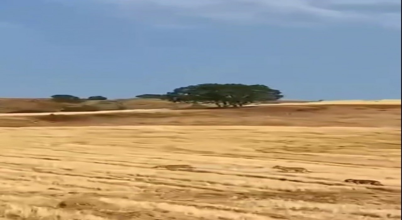 Muşta çoban ve köpekler, kurt saldırısını önledi