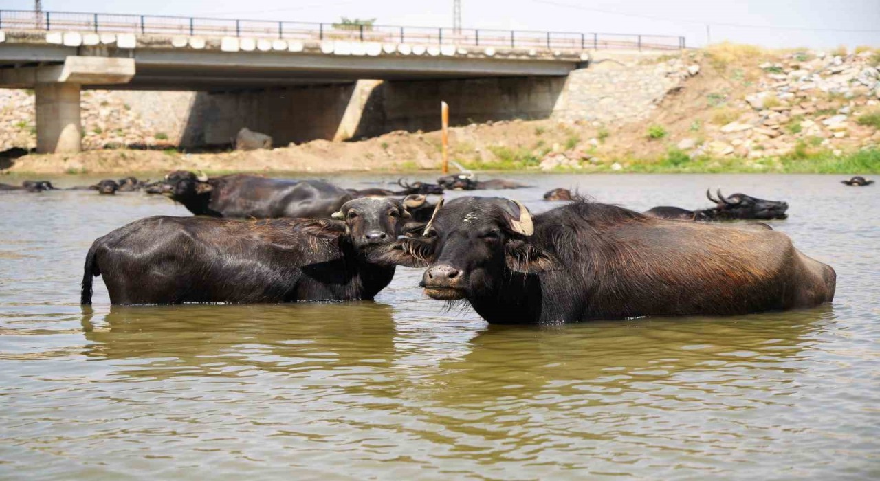 Muşta mandalar şap hastalığına karşı suda yüzdürülüyor