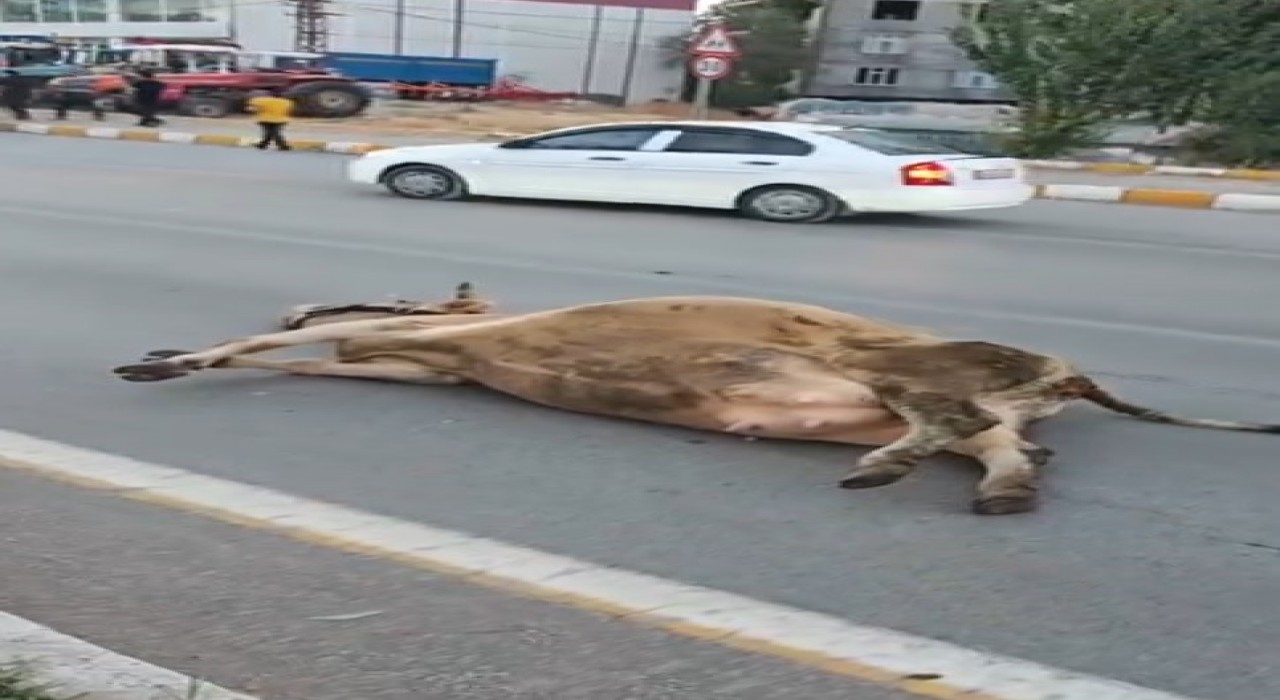 Muşta yola çıkan ineğe otomobil çarptı