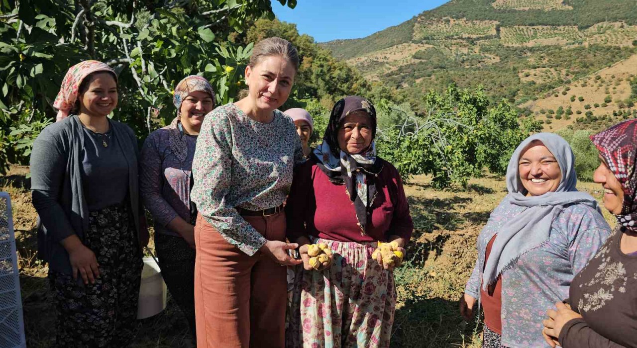Nazilli Kaymakamı Kandan incir hasadına katıldı