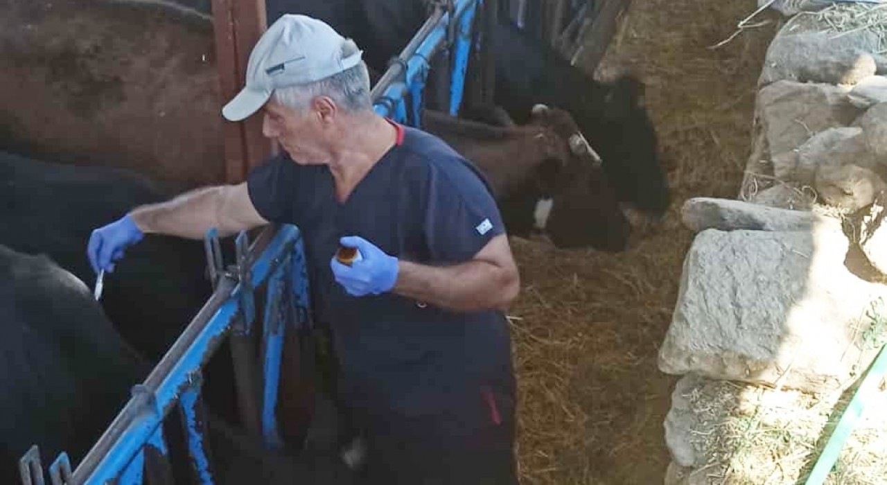 Nazillide şap hastalığına karşı aşılama çalışmaları sürüyor