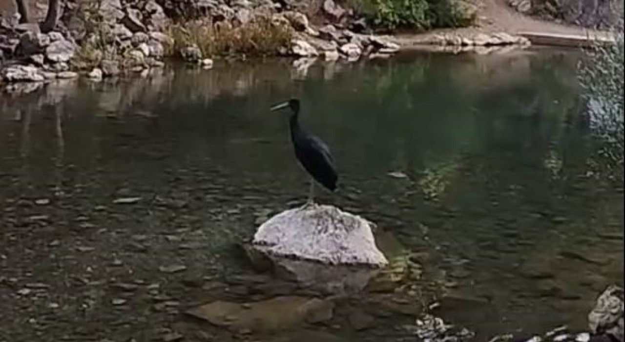 Nesli tükenme tehlikesi altındaki kara leylekler, Bozkırda görüntülendi