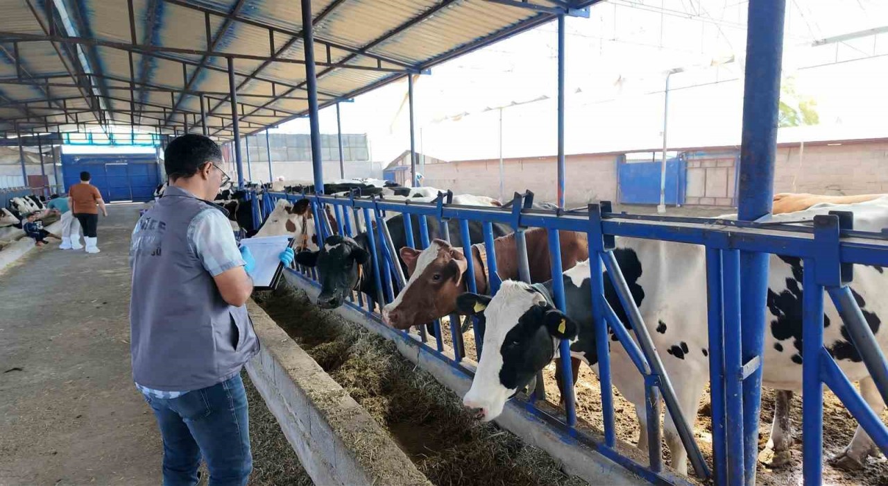 Niğdede 190 bin hayvana şap aşısı yapıldı