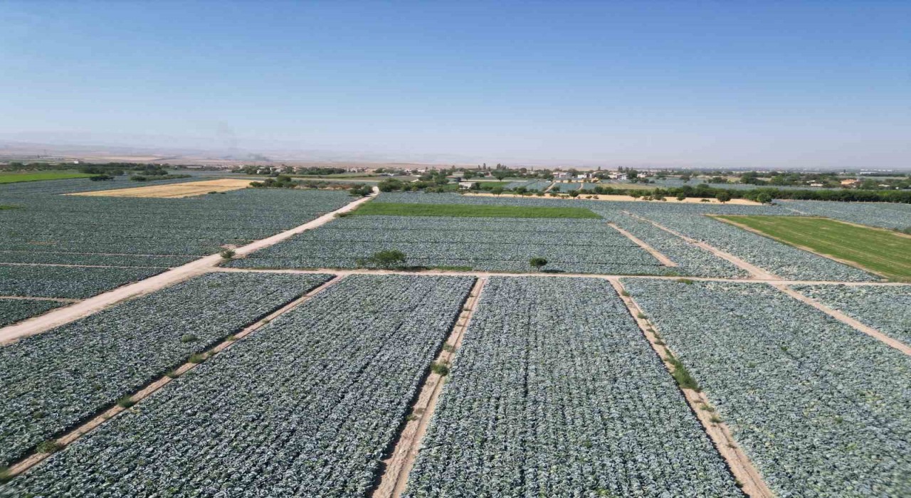 Niğdede beyaz lahana hasadı başladı: Ata tohumunun bereketi tarlalarda