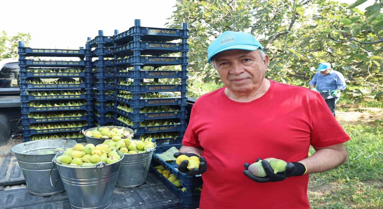 Nilüferde incir hasadı başladı