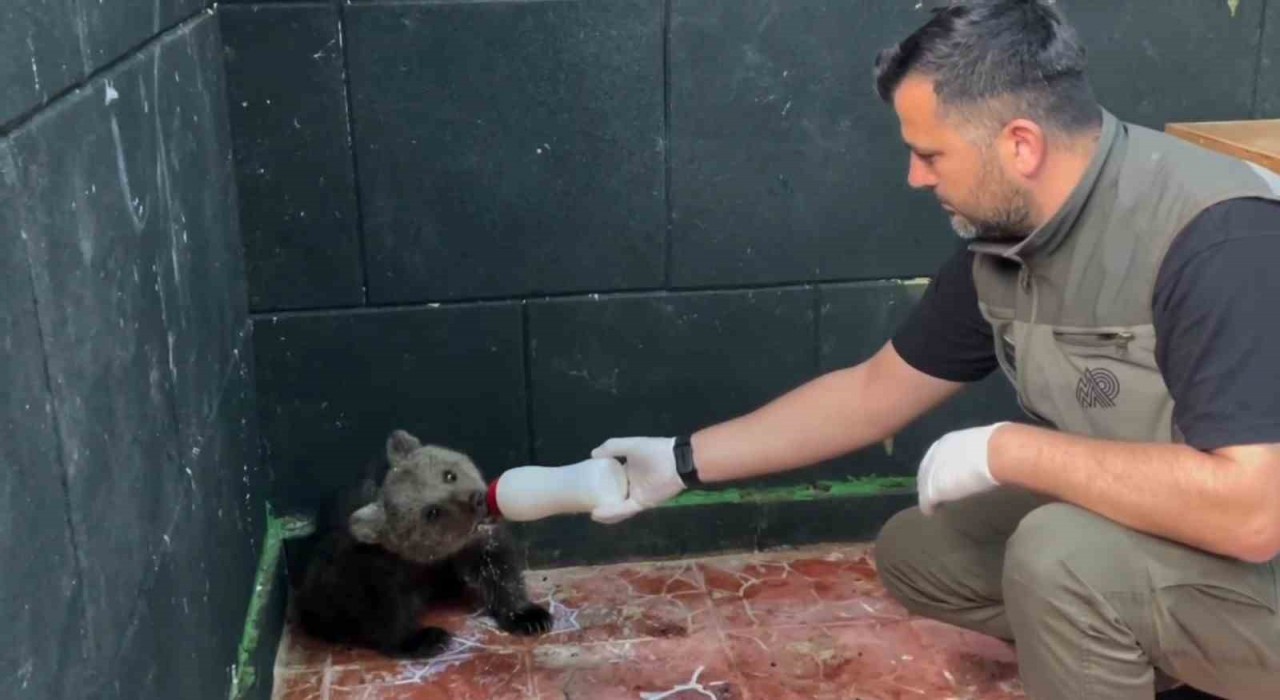 Öksüz ayı Sinopta kurtarıldı, hayatına Zonguldakta devam edecek