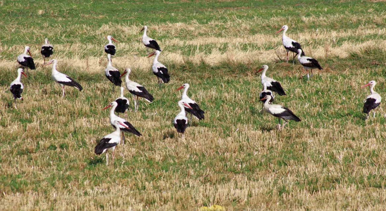 Onlarca leylek tarlada beslenirken dronla görüntülendi