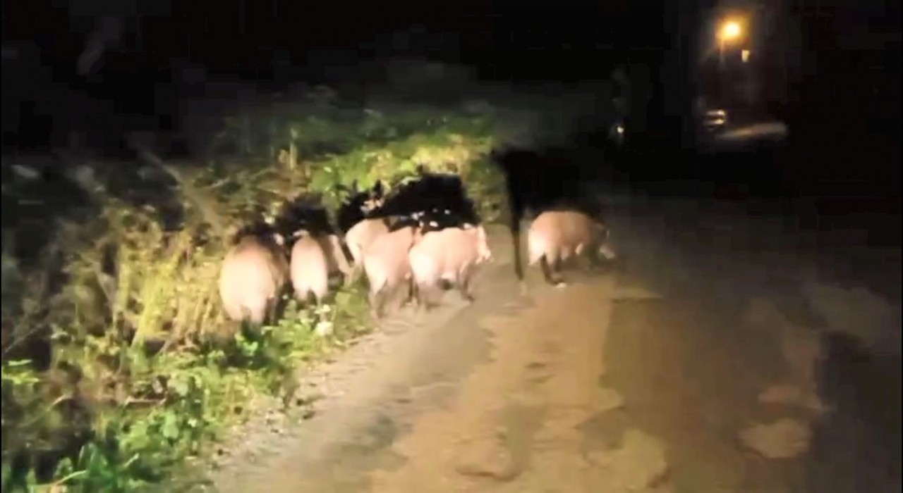 Orduda aç kalan domuz sürüsü mahalleye indi