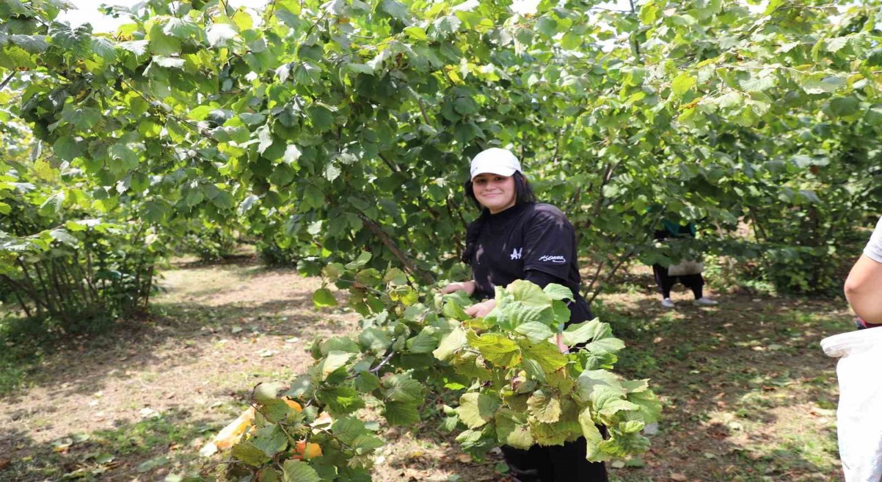 Orduda Fındık Dalda Aklın İşçide Kalmasın Projesi, üreticileri memnun ediyor