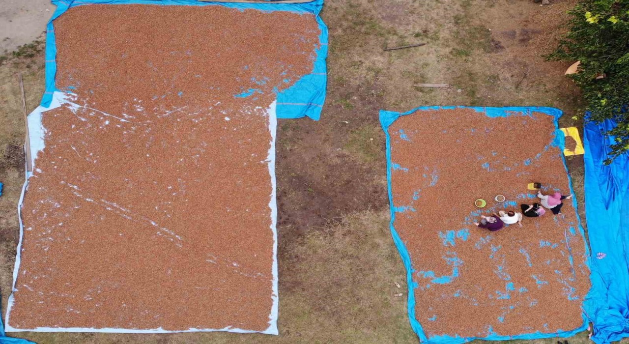 Orduda fındık üreticilerinin zorlu kurutma ve seçme mesaisi