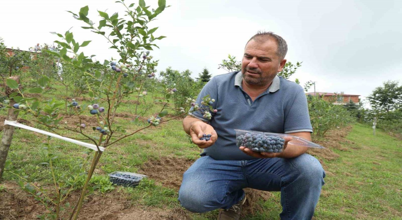 Orduda mavi yemiş üretimi yüz güldürüyor: Kilogramı 500 TL