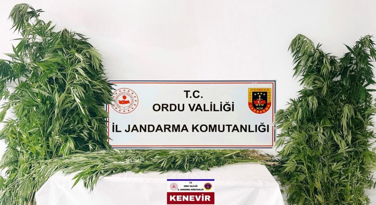 Orduda yasa dışı kenevir üretimine 3 tutuklama