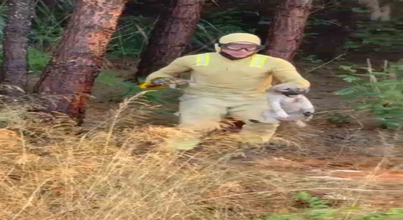 Orman ekipleri Çanakkalede devam eden yangında kaplumbağa ve köpek yavrusunu kurtardı