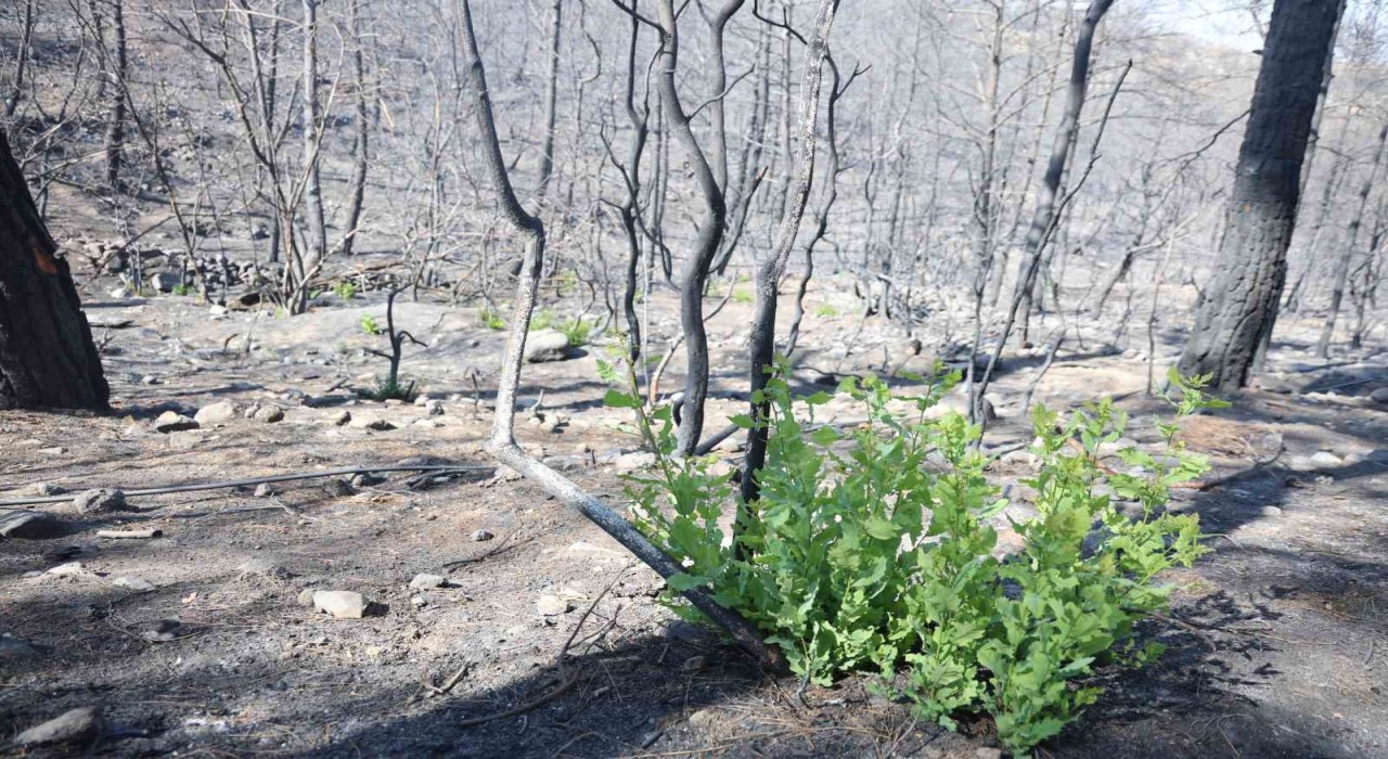 Orman yangınında küle dönen bölgede kendiliğinden fidanlar yeşerdi