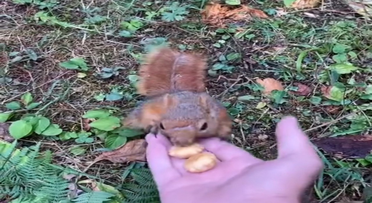 Ormanda karşılaştıkları sincabı elleri ile besledi