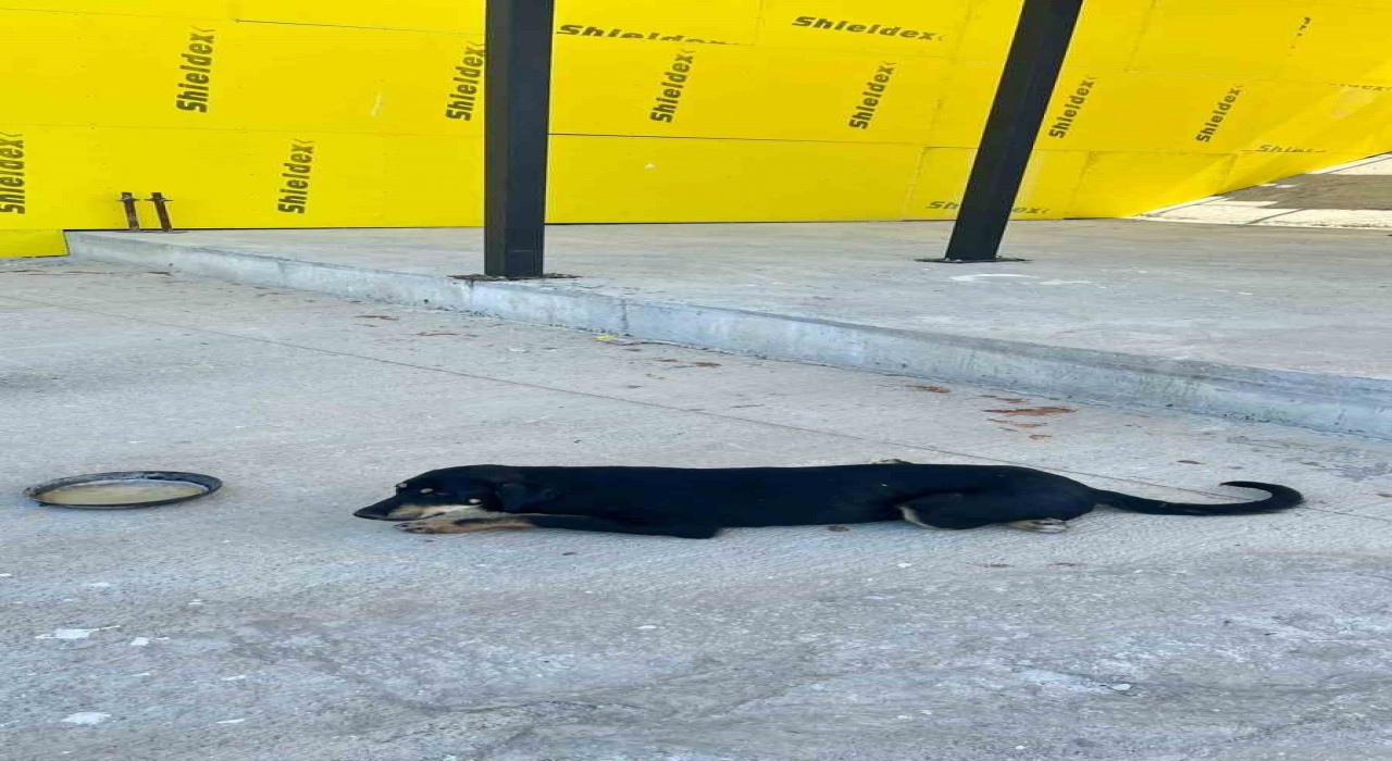 Osmanelinde aracın çarptığı köpek ameliyat edildi