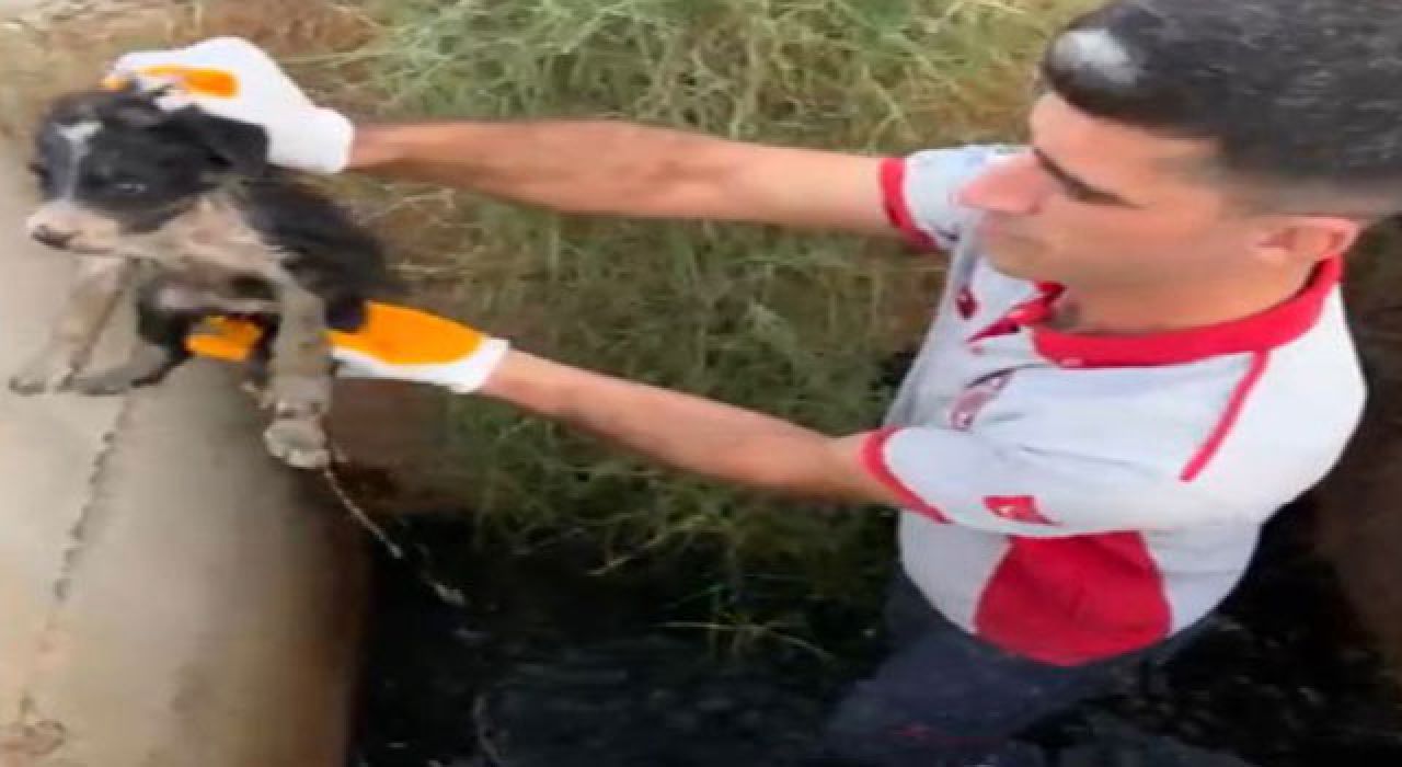 Osmaniye OSB’de Yavru Köpek Kurtarma Operasyonu