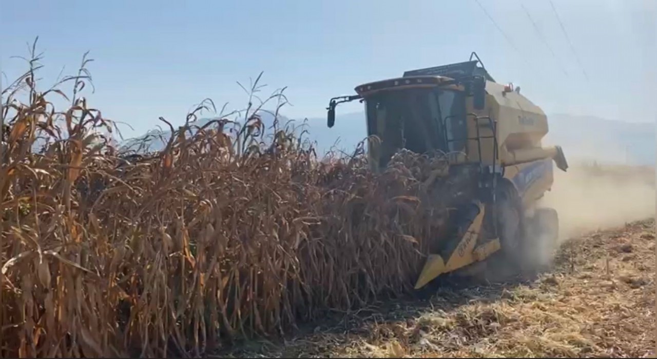 Osmaniyede kuraklık, mısırda verimi düşürdü