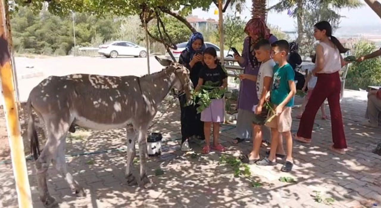 Osmaniye’de Sahipsiz Eşek Yeni Yuvaya Kavuşturuldu