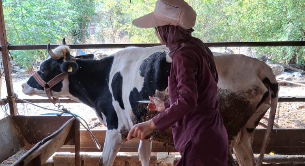 Osmaniye’de şap hastalığına karşı yoğun mücadele