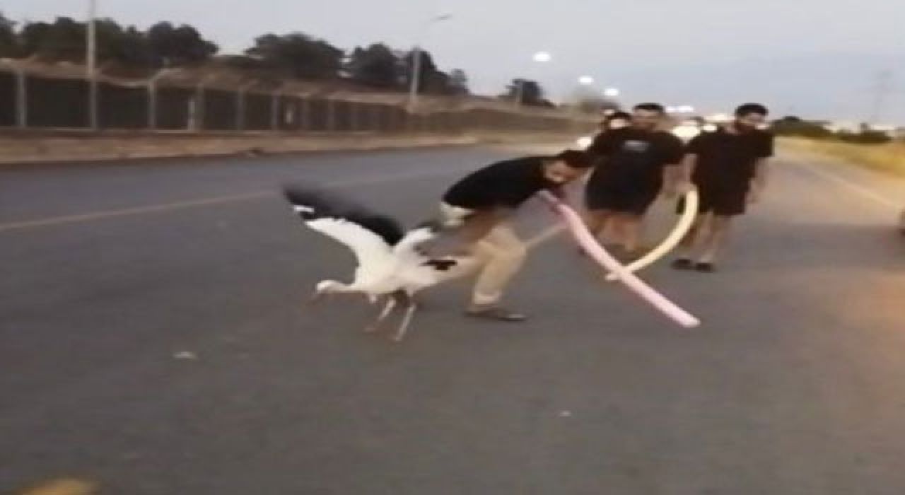 Osmaniye’de Yaralı Leylek Kurtarıldı